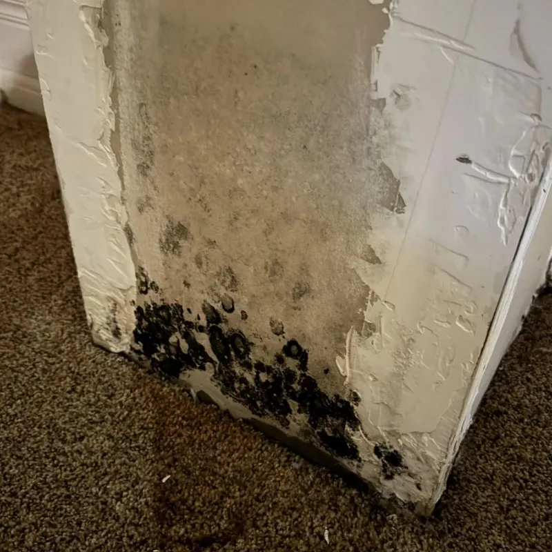 Professional Mold Removal in Valrico, FL